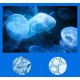 Liftheng патчи для век гидрогелевые с экстрактом медузы 60 шт уценка